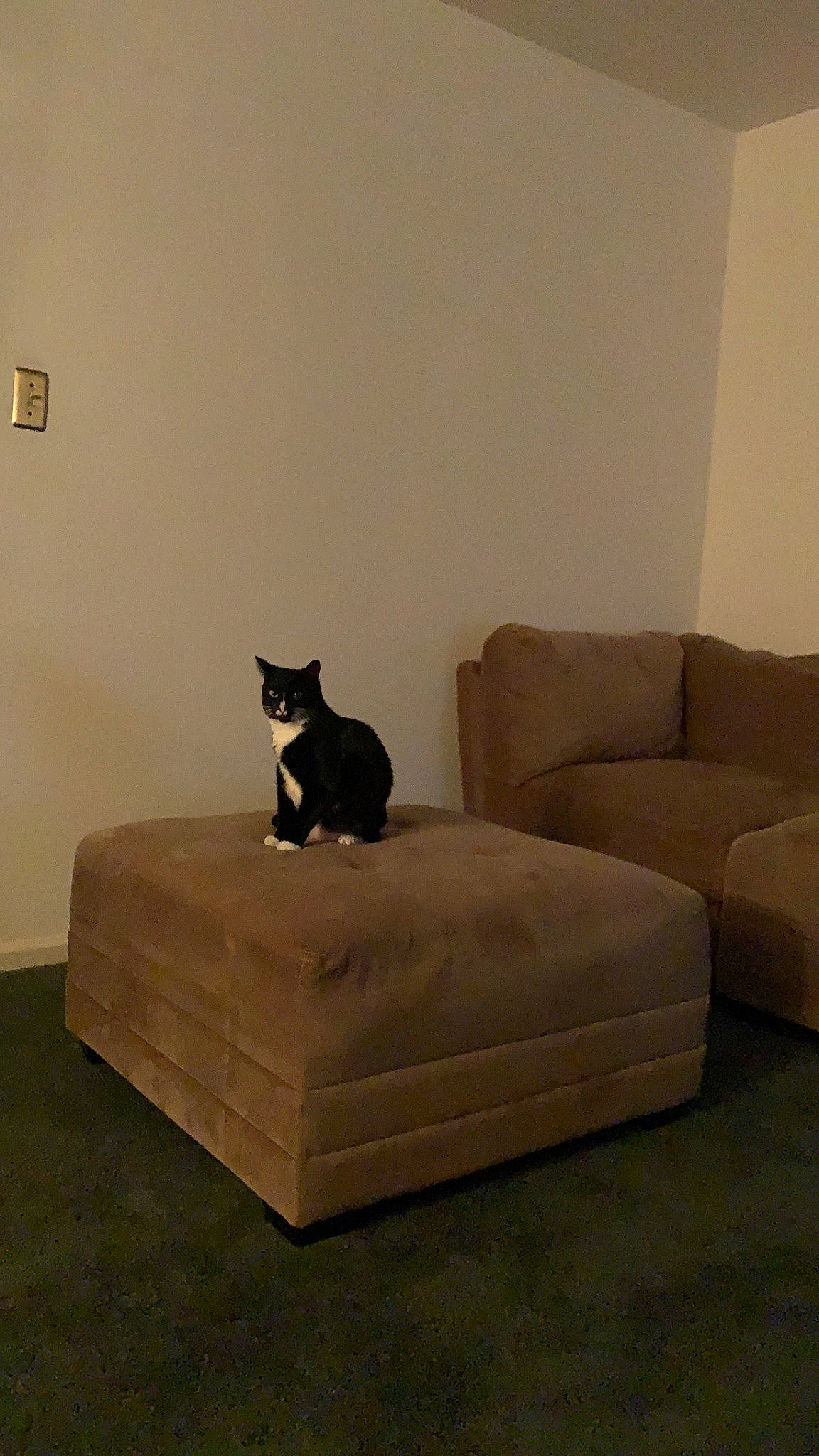 Sofía is registered to the contest to win money with this photo: carnivore, cat, comfort, couch, felidae, floor, flooring, furniture, futon, hardwood, interior_design, room, small_to_medium_sized_cats, tail, wall, whiskers, wood