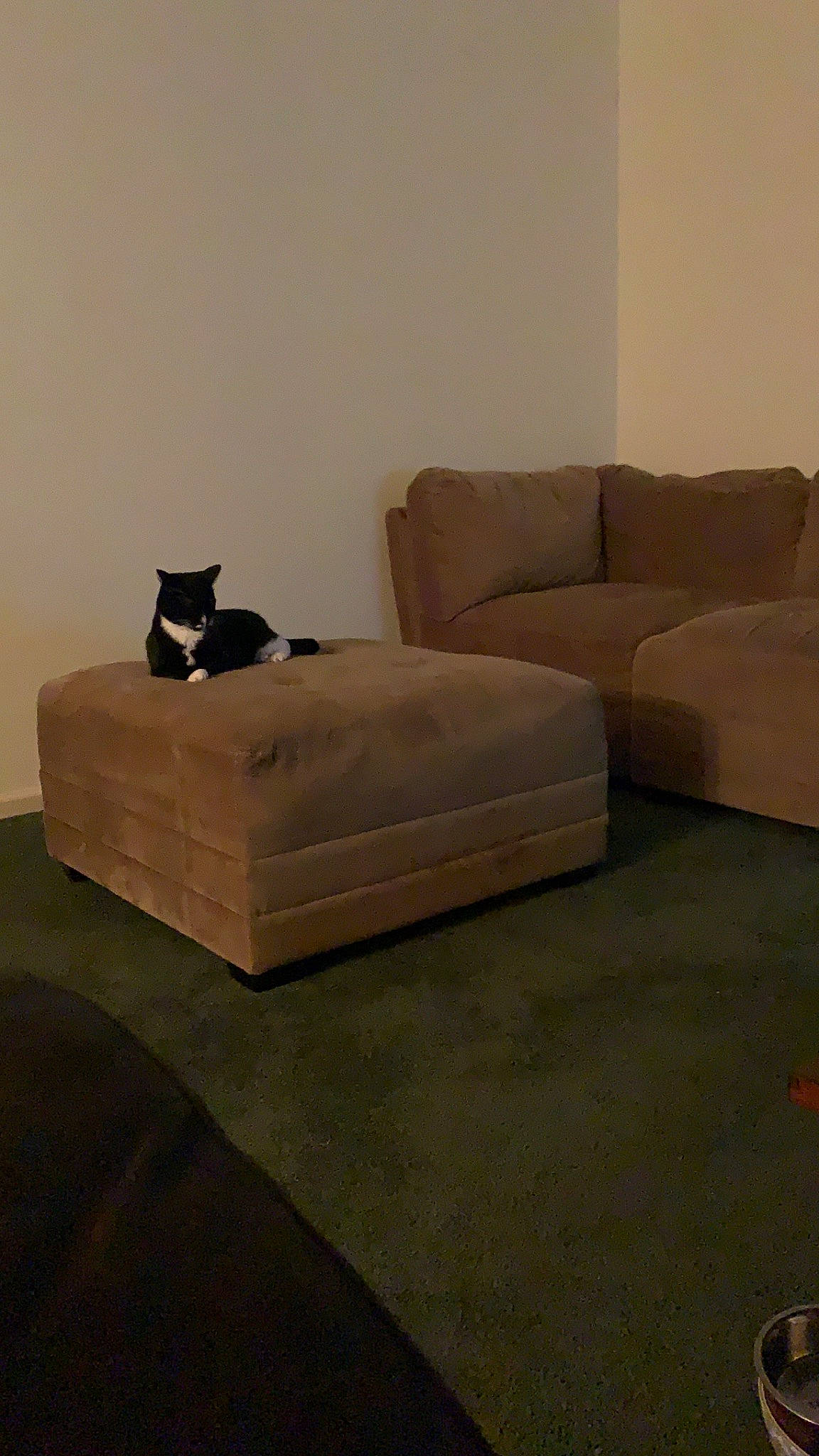 Sofía is registered to the contest to win money with this photo: bed, bed_frame, bedroom, beige, comfort, couch, floor, flooring, furniture, hardwood, interior_design, laminate_flooring, mattress, room, wall, wood, wood_flooring