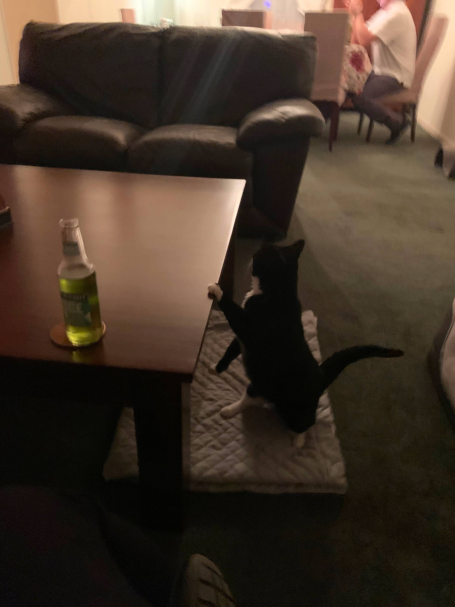 Sofía is registered to the contest to win money with this photo: cat, chair, comfort, couch, floor, flooring, furniture, hardwood, human_leg, interior_design, laminate_flooring, leg, living_room, room, table, tail, wood