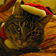 Noel is registered to the contest to win money with this photo: cat, tabby, pet, indoor, bedspread, red, white, santa_hat, animal, feline, cozy, closeup, looking, ears, whiskers, face, cute, resting, domestic_cat, blurred_background
