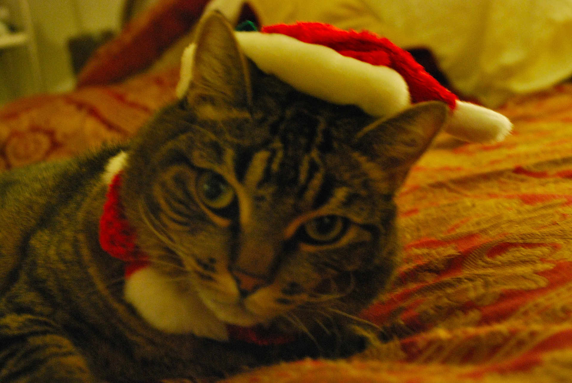 Noel