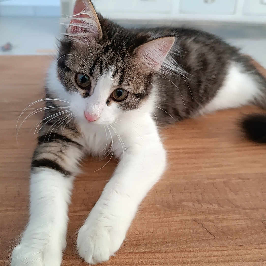 Azia participe au concours pour gagner de l'argent avec cette photo : animal, cat, closeup, curious, cute, domestic, ears, eyes, fur, furniture, household, indoor, kitten, laying, pet, relaxed, tabby, whiskers, white_paws, wooden_table