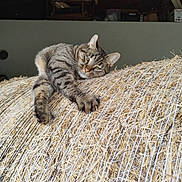 Pékin a rejoint le concours — aidez-le/la à gagner de superbes lots ! abyssinian, animal, cat, couch, countryside, face, furniture, grass, head, kitten, manx, nature, outdoors, person, pet, photography, plant, portrait, sleeping, straw