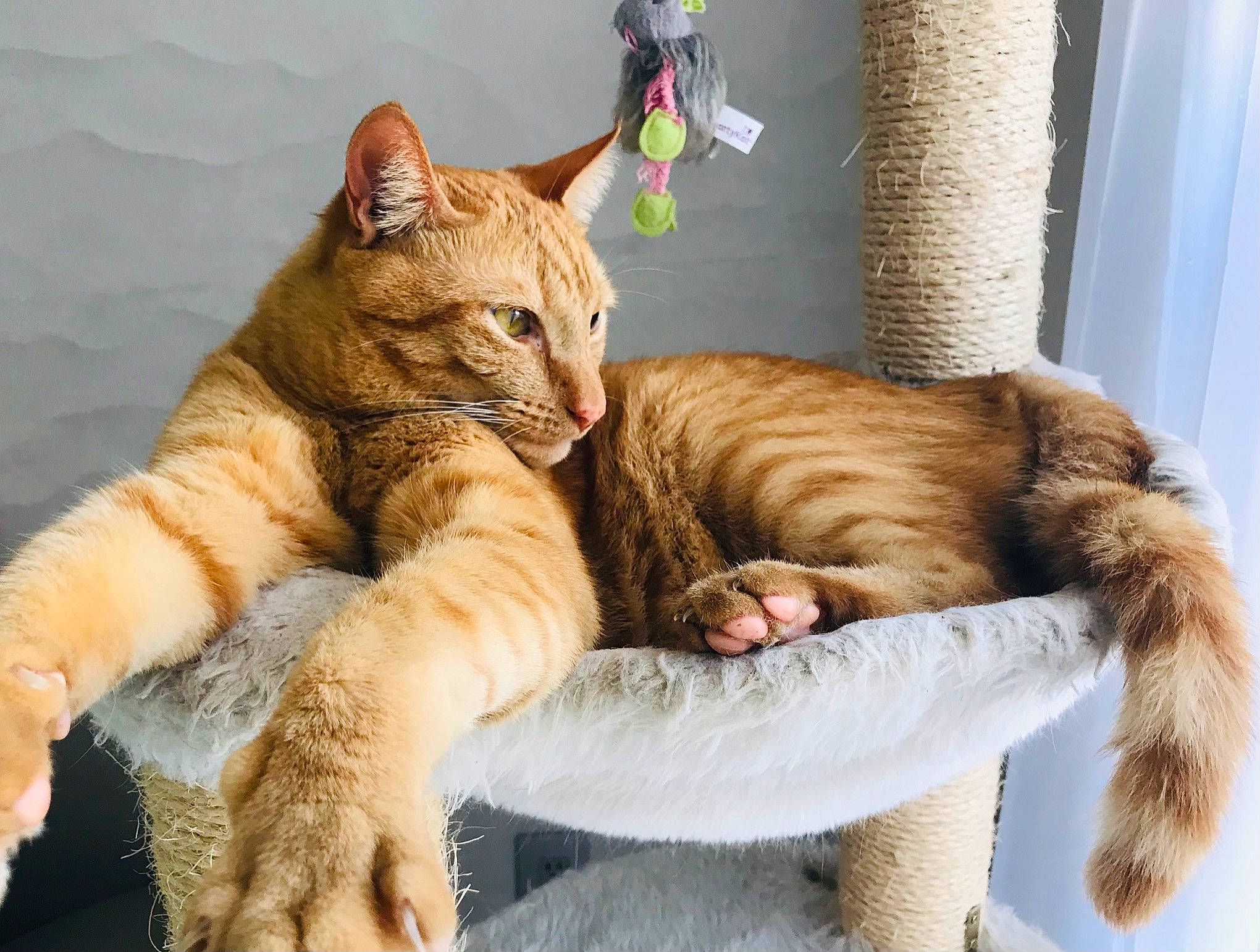 Simba joined the competition — help win amazing prizes! carnivore, cat, cat_supply, claw, comfort, domestic_short_haired_cat, fawn, felidae, foot, fur, nap, paw, photo_caption, sitting, small_to_medium_sized_cats, snout, tail, terrestrial_animal, whiskers, wildlife