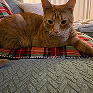 Nugget joined the competition — help win amazing prizes! cat, orange_tabby, plaid_blanket, couch, indoor, home_interior, furniture, pet, relaxed, feline, whiskers, ears, fur, nose, closeup, domestic_animal, cozy, soft_lighting, resting, living_room