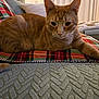 cat, orange_tabby, plaid_blanket, couch, indoor, home_interior, furniture, pet, relaxed, feline, whiskers, ears, fur, nose, closeup, domestic_animal, cozy, soft_lighting, resting, living_room