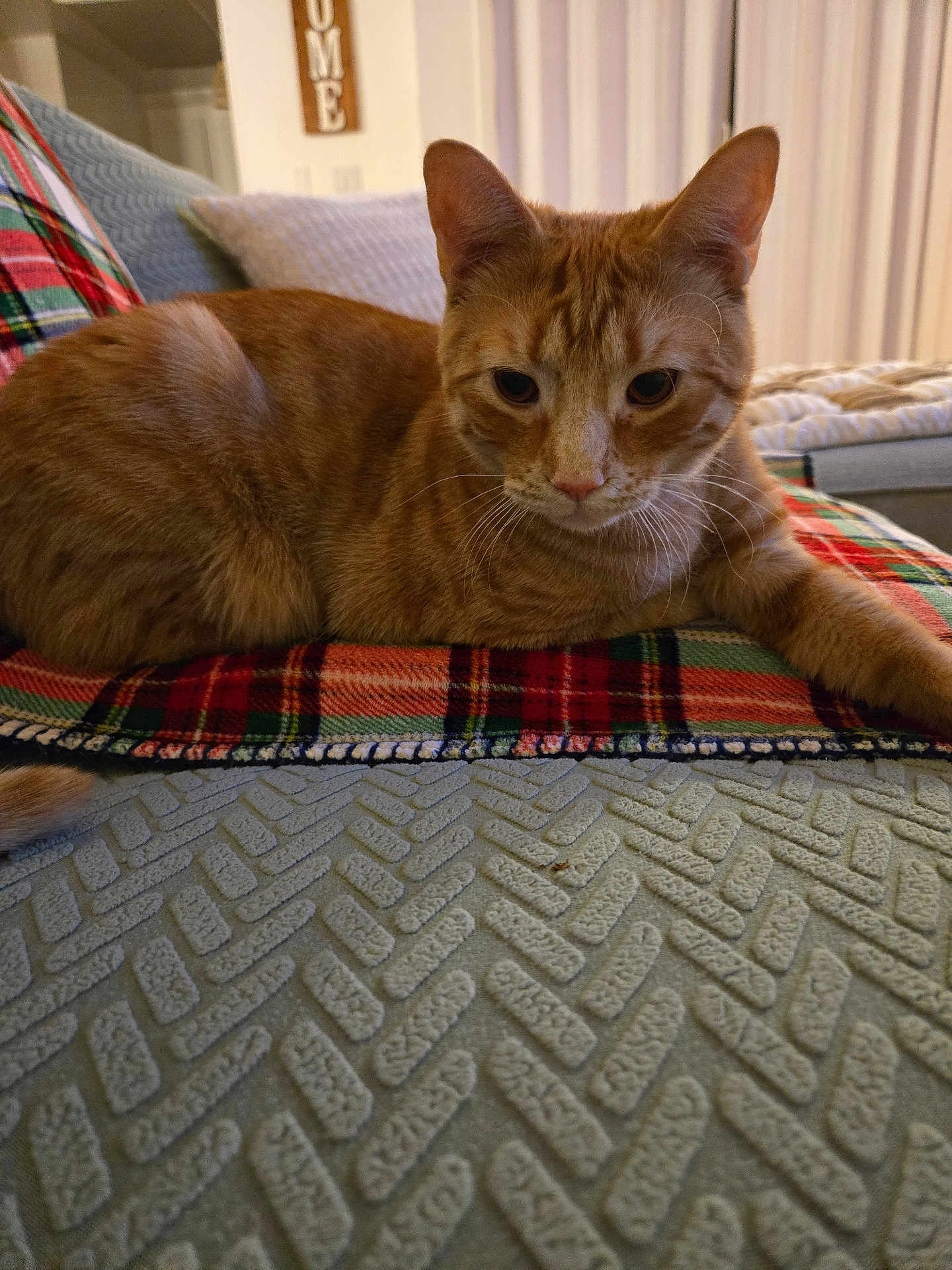 Nugget joined the competition — help win amazing prizes! cat, orange_tabby, plaid_blanket, couch, indoor, home_interior, furniture, pet, relaxed, feline, whiskers, ears, fur, nose, closeup, domestic_animal, cozy, soft_lighting, resting, living_room