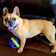 Cody joined the competition — help win amazing prizes! animal, ball, brown, canine, couch, dog, domestic_animal, ears_up, four_legs, french_bulldog, happy, indoor, leather, pet, playful, puppy, sitting, smiling, tongue_out, toy
