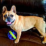 animal, ball, brown, canine, couch, dog, domestic_animal, ears_up, four_legs, french_bulldog, happy, indoor, leather, pet, playful, puppy, sitting, smiling, tongue_out, toy