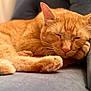 Mochi is registered to the contest to win money with this photo: cat, orange_cat, sleeping, cozy, paw, whiskers, fur, pet, domestic_animal, relaxation, indoor, couch, soft, cute, close_up, feline, resting, animal, mammal, peaceful