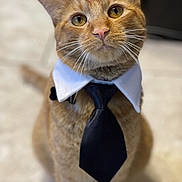 Mochi joined the competition — help win amazing prizes! cat, ginger_cat, tie, collar, pet, animal, portrait, indoor, cute, feline, whiskers, ears, sitting, close_up, focused, business_attire, domestic, fur, eyes, face
