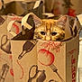 cat, orange_cat, paper_bag, trader_joes, cute, peeking, ears, eyes, grocery_bag, indoor, curious, pet, animal, feline, close_up, brown, shopping, container, playful, hiding