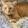 Mochi is registered to the contest to win money with this photo: cat, orange_tabby, pet, feline, animal, fluffy_blanket, cozy, paws, close_up, indoor, relaxed, resting, whiskers, collar, bell, fur, cute, laying_down, domestic_cat, portrait