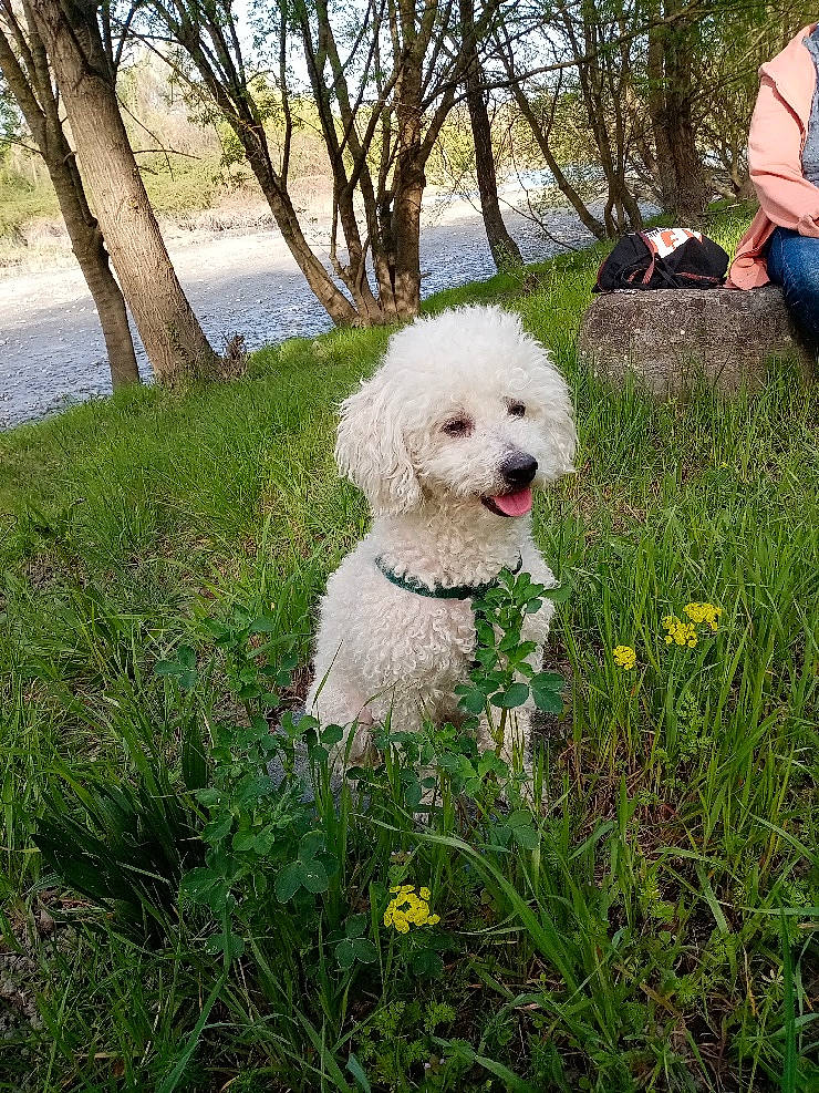 Elliot participe au concours pour gagner de l'argent avec cette photo : art, bag, canidae, carnivore, companion_dog, dog, dog_breed, flower, garden, grass, labradoodle, luggage_and_bags, plant, poodle, poodle_crossbreed, shrub, sporting_group, terrier, toy_dog, tree