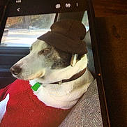 Chevy is registered to the contest to win money with this photo: animal, black_fur, brown_hat, calm, canine, car_interior, collar, dog, domestic_animal, hat, indoors, looking_away, pet, portrait, red_sweater, relaxed, seat, white_fur, window, winter_clothing