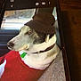 animal, black_fur, brown_hat, calm, canine, car_interior, collar, dog, domestic_animal, hat, indoors, looking_away, pet, portrait, red_sweater, relaxed, seat, white_fur, window, winter_clothing