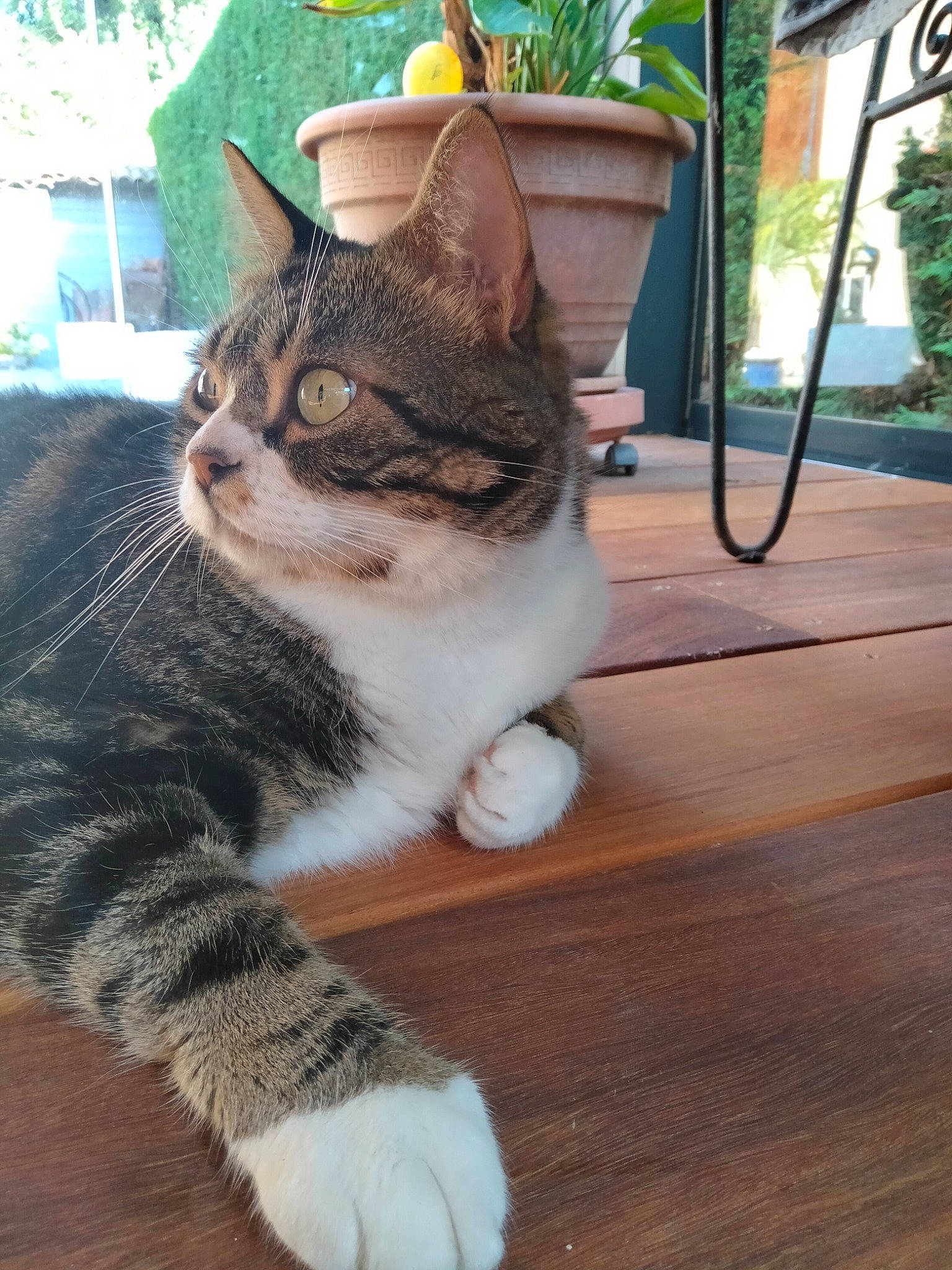 Kinder a rejoint le concours — aidez-le/la à gagner de superbes lots ! carnivore, cat, domestic_short_haired_cat, fawn, felidae, flooring, flowerpot, fur, grass, hardwood, houseplant, paw, plant, small_to_medium_sized_cats, snout, tail, tree, whiskers, window, wood