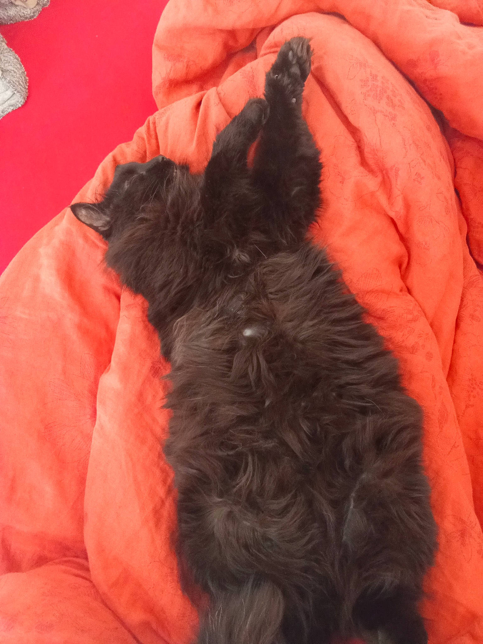 Minuit a rejoint le concours — aidez-le/la à gagner de superbes lots ! bed, black_cat, canidae, carnivore, comfort, companion_dog, dog, dog_breed, dog_supply, felidae, fur, gesture, liver, mammal, orange, small_to_medium_sized_cats, sporting_group, tail, toy_dog, working_animal