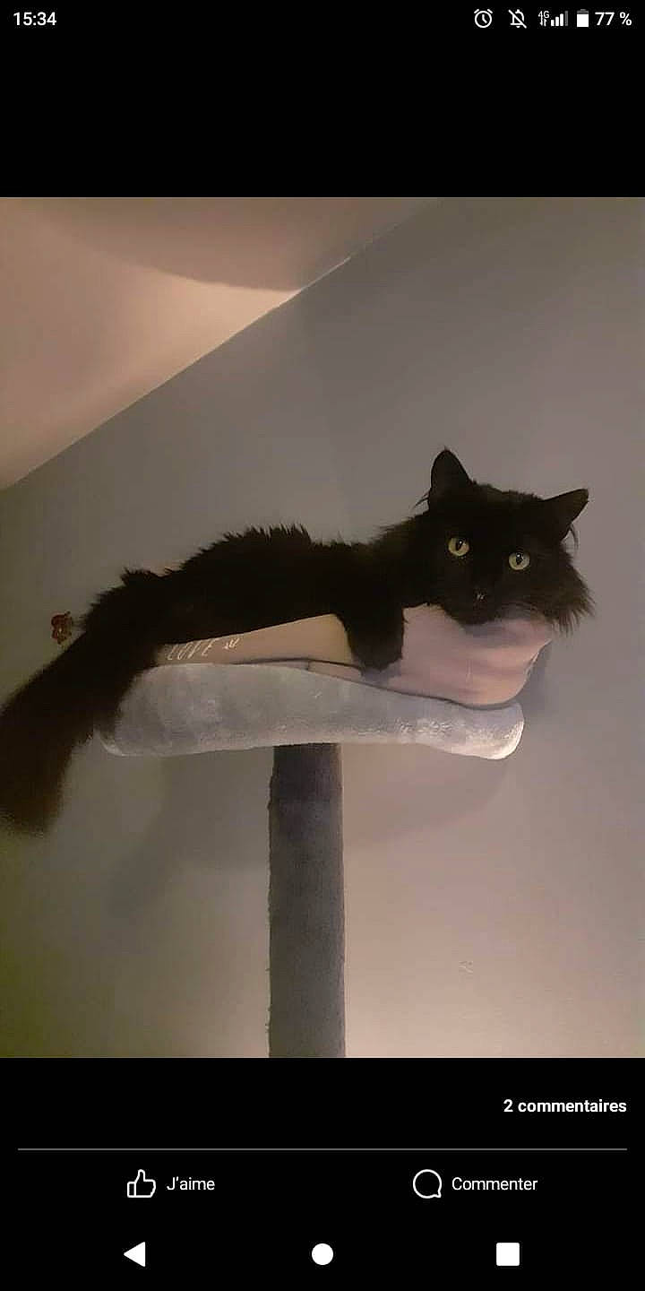 Minuit a rejoint le concours — aidez-le/la à gagner de superbes lots ! black_cat, carnivore, cat, domestic_short_haired_cat, felidae, formal_wear, fur, grey, light_fixture, room, shadow, small_to_medium_sized_cats, still_life_photography, tail, terrestrial_animal, tints_and_shades, whiskers, window