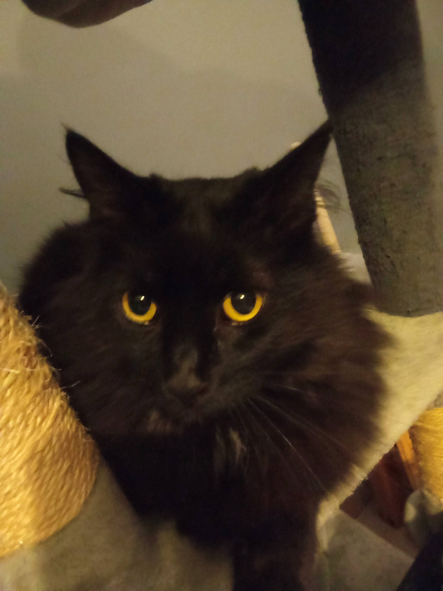 Minuit participe au concours pour gagner de l'argent avec cette photo : black_cat, bombay, carnivore, cat, comfort, domestic_short_haired_cat, felidae, fur, iris, small_to_medium_sized_cats, snout, terrestrial_animal, tints_and_shades, whiskers