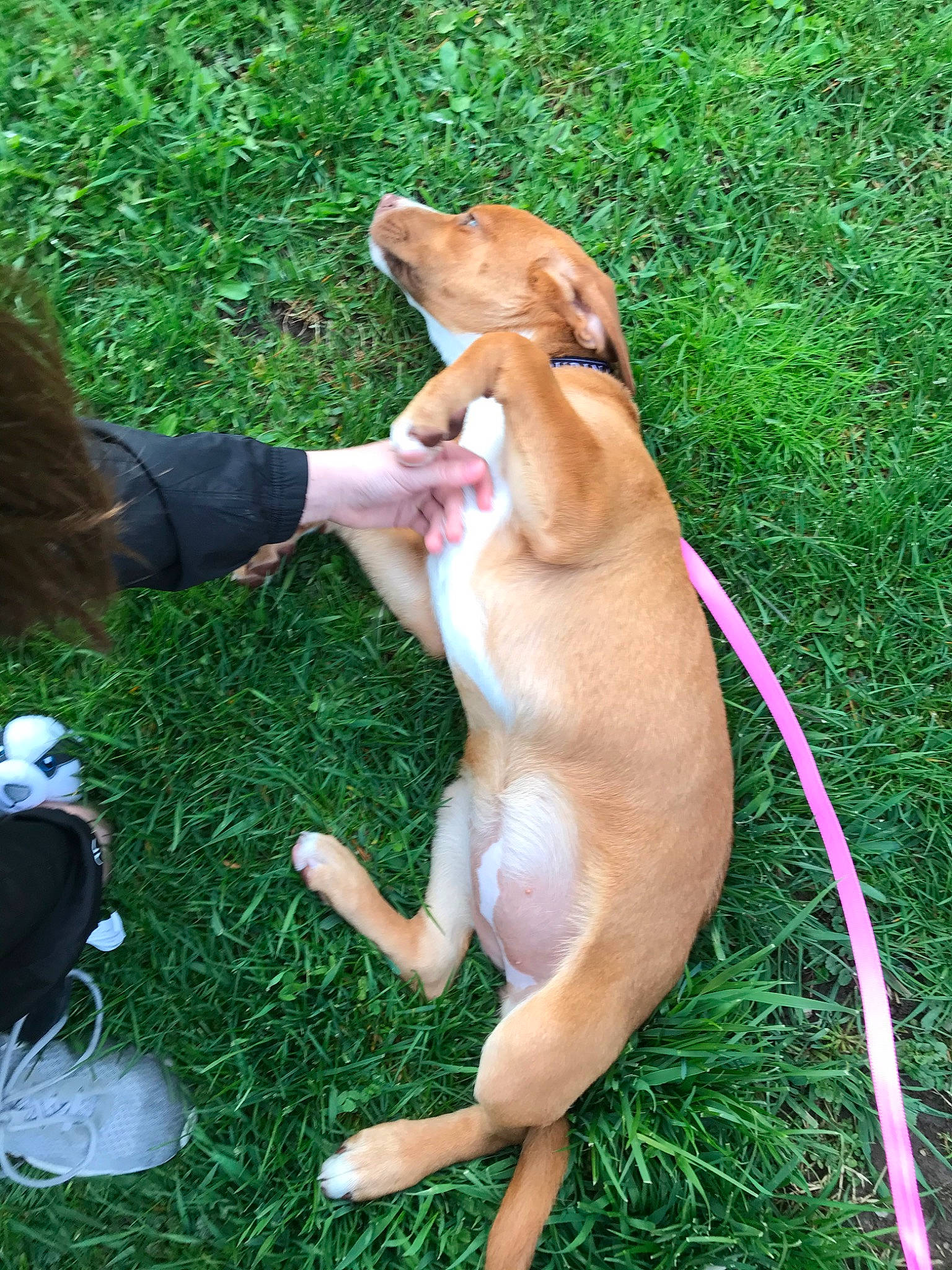 Molly Mae joined the competition — help win amazing prizes! canidae, carnivore, companion_dog, dog, dog_breed, fawn, grass, mammal, sporting_group, vertebrate