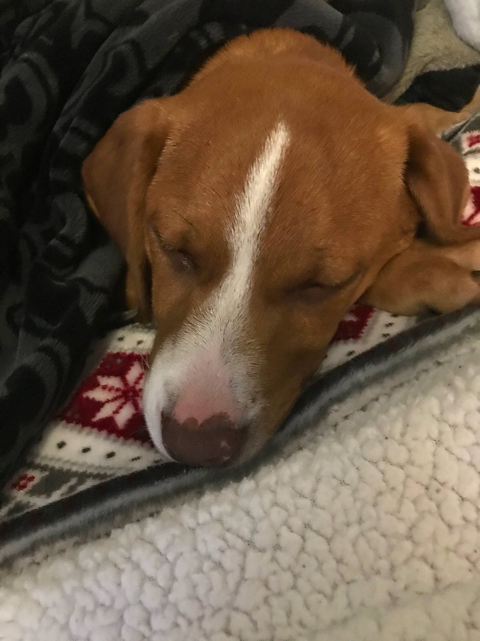 Molly Mae is registered to the contest to win money with this photo: beagador, beagle, canidae, carnivore, dog, dog_breed, ear, fawn, harrier, hunting_dog, mammal, pointer, posavac_hound, snout, sporting_group, vertebrate