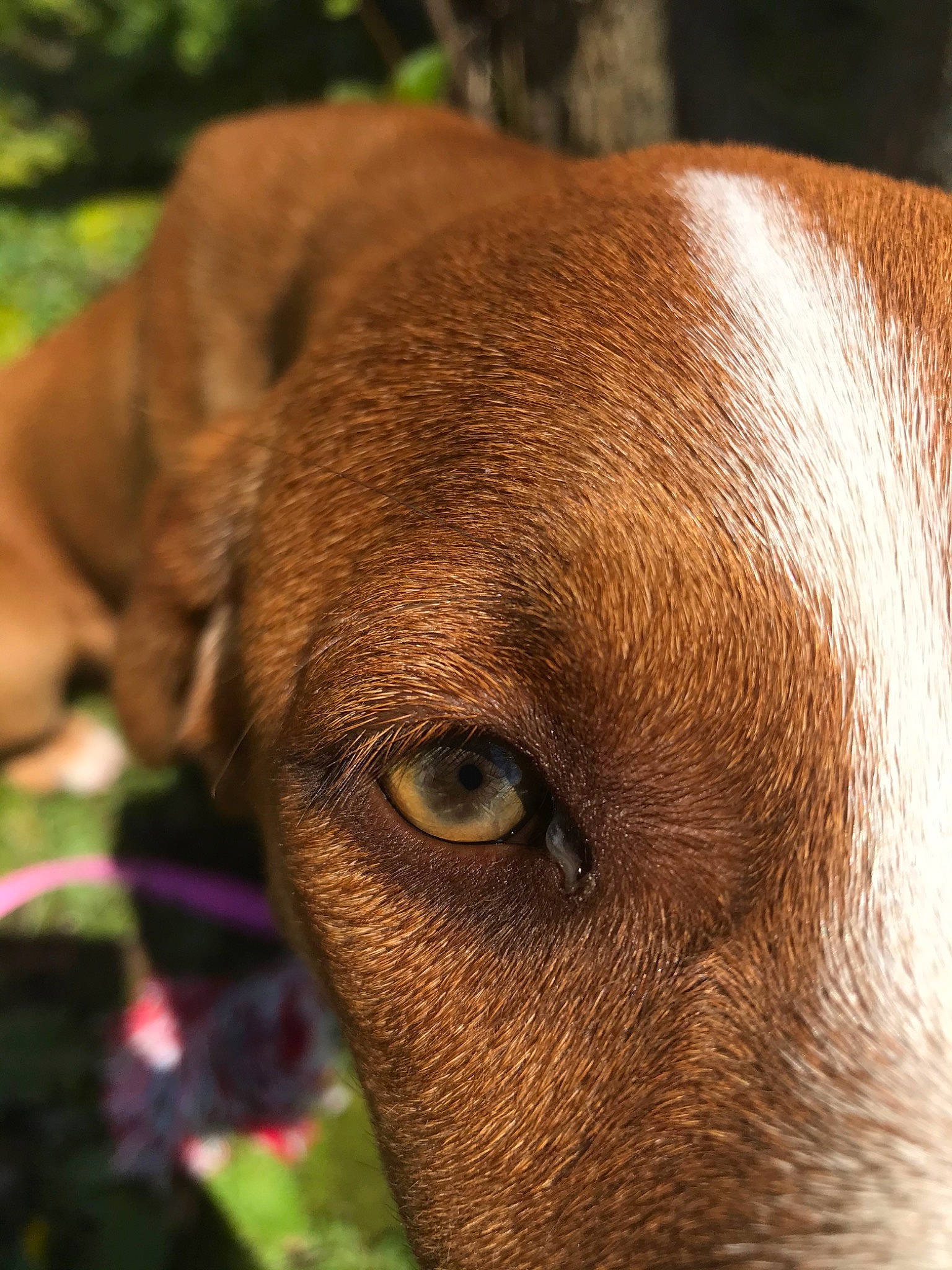 Molly Mae is registered to the contest to win money with this photo: canidae, carnivore, dog, dog_breed, ear, eye, fawn, liver, mammal, mountain_cur, snout, sporting_group, vertebrate, vizsla, whiskers