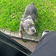 Choppa is registered to the contest to win money with this photo: puppy, dog, grass, lawn, sidewalk, pavement, curious, young_dog, outdoor, pet, animal, gray_coat, tan_markings, paw, ear, snout, person, shoe, leg, nature