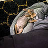 Choppa joined the competition — help win amazing prizes! puppy, dog, sleeping, bed, indoor, cozy, gray, black, yellow, rug, floor, nap, pet, fur, cute, animal, relaxing, rest, home, soft