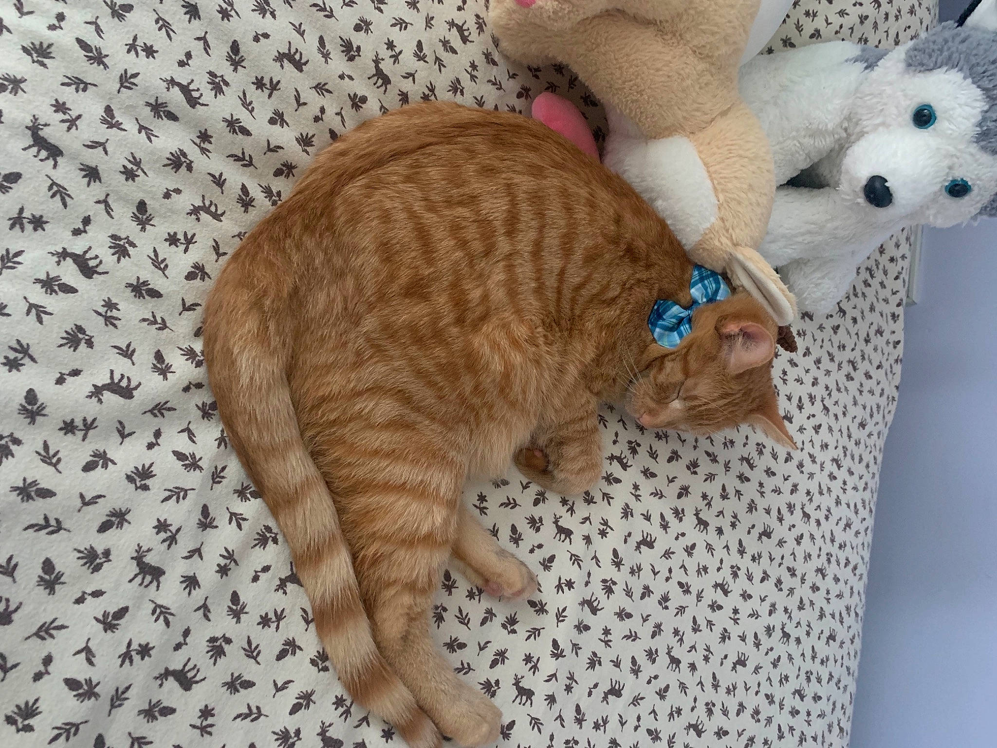 Clementine is registered to the contest to win money with this photo: carnivore, cat, cat_supply, claw, comfort, domestic_short_haired_cat, fawn, felidae, fur, linens, paw, pet_supply, small_to_medium_sized_cats, snout, tail, terrestrial_animal, toy, vertebrate, whiskers, wool