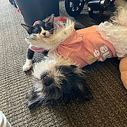 Baby joined the competition — help win amazing prizes! kitten, dog, pet_clothing, pink_outfit, carpet, indoor, black_bucket, stroller_wheel, playful, snuggling, small_pet, relaxed, furry, animal, cute, domestic, together, lying_down, black_and_white_kitten, scruffy_dog