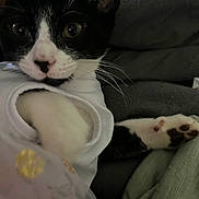 Lady is registered to the contest to win money with this photo: cat, kitten, black_and_white, pet, animal, paw, clothing, fabric, blanket, close_up, indoor, cute, fur, whiskers, portrait, resting, young, eyes, soft, cozy