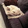 Zoey is registered to the contest to win money with this photo: animal, armchair, blanket, canine, cat, chair, clothing, couch, cushion, dog, furniture, homedecor, kitten, manx, person, pet, pillow, puppy, quilt, sleeping