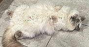 Zoey joined the competition — help win amazing prizes! angora, animal, box, canine, cat, dog, hardwood, indoors, interiordesign, kitten, manx, path, person, pet, rabbit, siamese, sleeping, tile, whitedog, wood