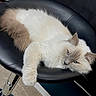 Zoey is registered to the contest to win money with this photo: angora, animal, armchair, barstool, cat, chair, couch, cushion, furniture, headrest, homedecor, kitten, manx, person, pet, siamese, sleeping