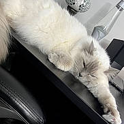 Zoey joined the competition — help win amazing prizes! angora, animal, cat, computer, computerhardware, computerkeyboard, couch, desk, electronics, furniture, kitten, lamp, laptop, manx, pc, person, pet, sleeping, table, tabletop