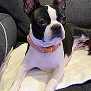 Eve is registered to the contest to win money with this photo: alert, animal, black_and_white, blanket, boston_terrier, canine, collar, couch, cute, dog, domestic_animal, ears, face, fur, indoor, laying_down, paws, pet, pink_collar, resting