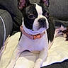 alert, animal, black_and_white, blanket, boston_terrier, canine, collar, couch, cute, dog, domestic_animal, ears, face, fur, indoor, laying_down, paws, pet, pink_collar, resting