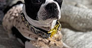 Eve joined the competition — help win amazing prizes! dog, boston_terrier, pet, animal, black_and_white, fur, collar, outfit, lying_down, blanket, indoors, close_up, cute, ears, face, paws, resting, cozy, portrait, domestic_animal