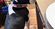 Eve is registered to the contest to win money with this photo: alert, animal, black_and_white, boston_terrier, canine, chair, collar, companion, curious, dog, domestic, ears_up, floor, fur, household_items, indoor, looking_back, pet, seated, wooden_table