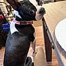 alert, animal, black_and_white, boston_terrier, canine, chair, collar, companion, curious, dog, domestic, ears_up, floor, fur, household_items, indoor, looking_back, pet, seated, wooden_table
