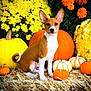 animal, autumn, basenji, cute, dog, fall, garden, harvest, nature, orange_flowers, outdoor, pet, plant, portrait, pumpkin, puppy, seasonal, sitting, straw, yellow_flowers