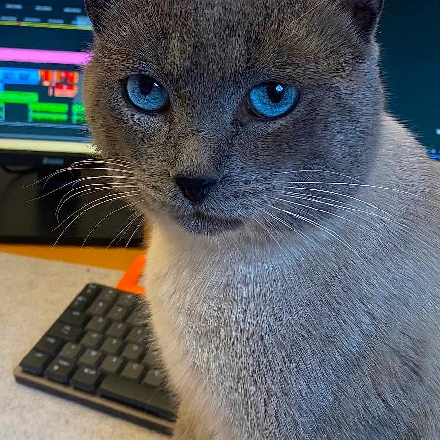 Romy a rejoint le concours — aidez-le/la à gagner de superbes lots ! abyssinian, animal, cat, computer, computerhardware, computerkeyboard, desk, electronics, furniture, hardware, kitten, laptop, monitor, mouse, pc, pet, screen, siamese, table, tv