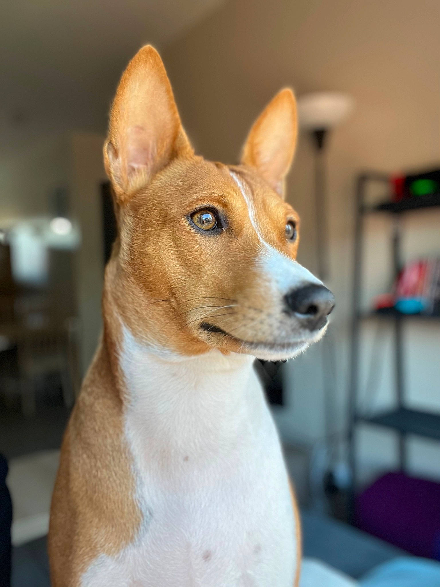 Sanji a rejoint le concours — aidez-le/la à gagner de superbes lots ! ancient_dog_breeds, basenji, bookcase, canidae, carnivore, companion_dog, dog, dog_breed, fawn, non_sporting_group, shelf, sporting_group, terrestrial_animal, whiskers, working_animal