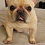 dog, french_bulldog, pet, animal, cute, tongue, ears, face, eyes, beige, couch, indoor, fur, paws, looking, expression, standing, close_up, domestic_animal, mammal