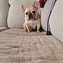 french_bulldog, puppy, dog, pet, cute, beige_couch, blanket, clothes, indoor, cozy, small_dog, ears, sitting, looking, curious, fur, animal, home, furniture, living_room