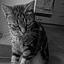 Crocket a rejoint le concours — aidez-le/la à gagner de superbes lots ! cat, tabby, striped, animal, pet, whiskers, ears, floor, tile, kitchen, indoor, feline, sitting, fur, closeup, mammal, domestic, portrait, black_and_white, expression