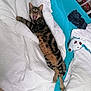 cat, tabby_cat, yawning, stretching, bed, white_towel, blue_sheet, stuffed_toy, plush, clothing, indoor, feline, pet, sleepy, relaxed, fur, whiskers, paws, resting, cozy