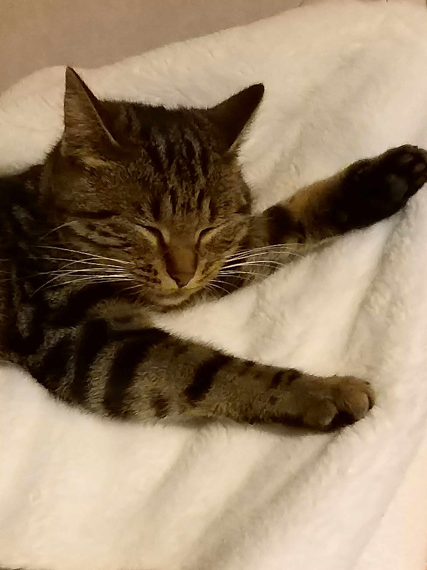 Crocket participe au concours pour gagner de l'argent avec cette photo : cat, tabby, sleeping, stretching, whiskers, paws, feline, pet, domestic_animal, fur, striped, relaxed, cozy, blanket, white, indoor, cute, mammal, resting, animal