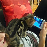 Crocket participe au concours pour gagner de l'argent avec cette photo : kitten, cat, person, smartphone, couch, pillow, indoor, table, chair, wood_floor, casual_clothing, relaxing, watching, pet, tabby, home, cozy, hand, technology, blurred